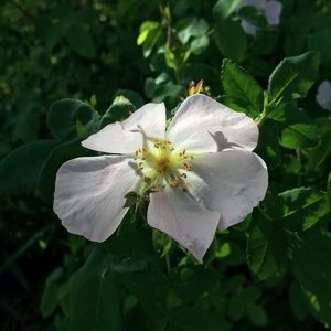 Meet your Posher, Adriane